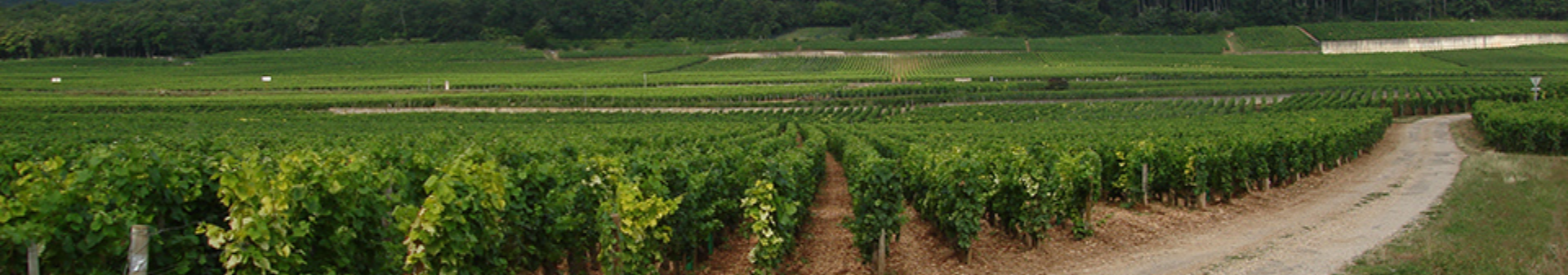 Vin appellation Charmes Chambertin