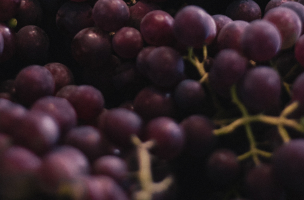 Les grands crus de bordeaux