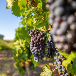 Appellation Saint-Emilion