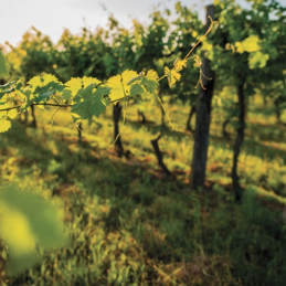 La biodynamie
